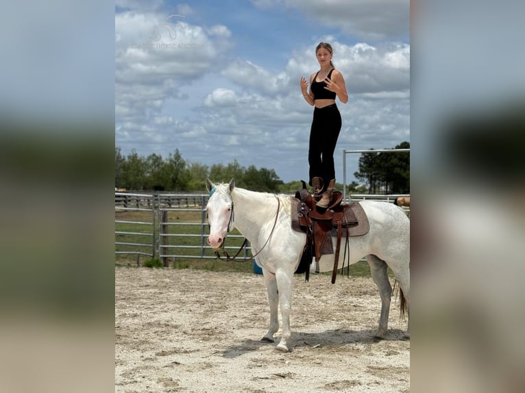 Paint Horse Mare 14 years 15 hh Grey in Fort Pierce, FL
