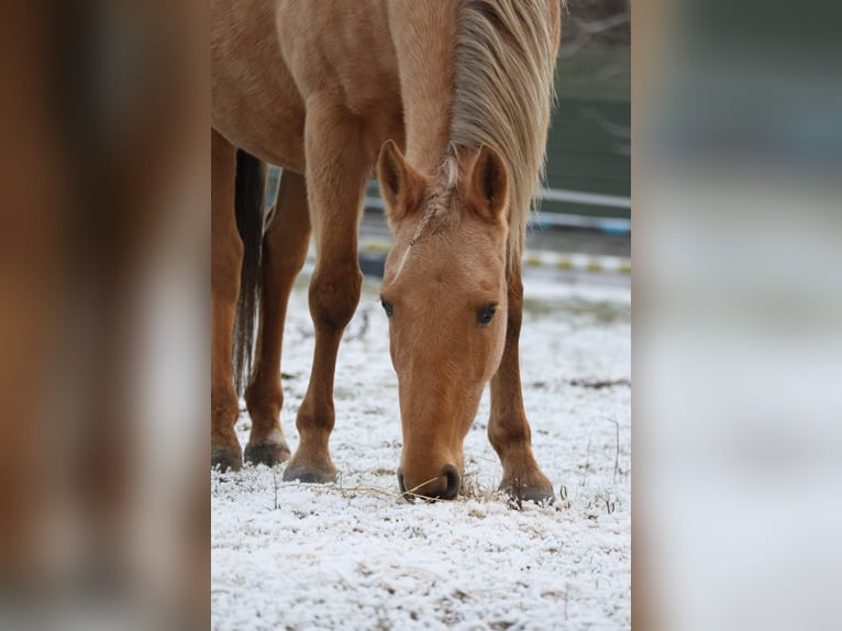 Paint Horse Mix Mare 14 years 15 hh Palomino in Meinersen