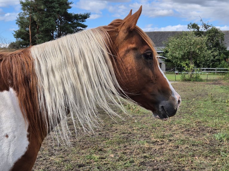 Paint Horse Mare 14 years 15 hh Pinto in Aken