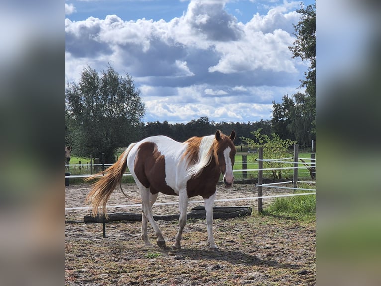Paint Horse Mare 14 years 15 hh Pinto in Aken