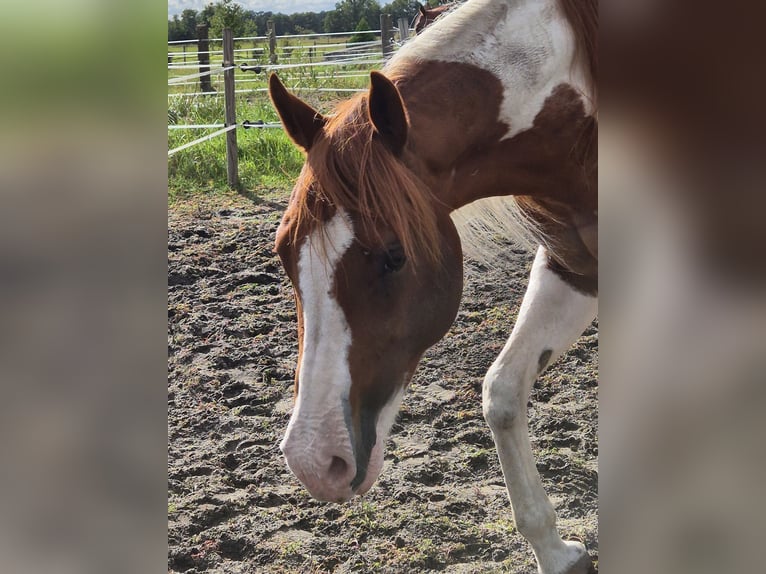 Paint Horse Mare 14 years 15 hh Pinto in Aken
