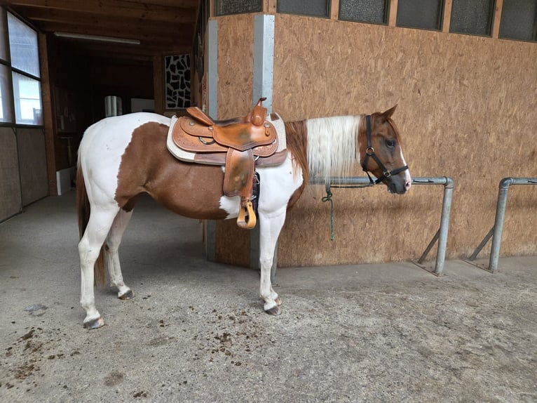 Paint Horse Mare 14 years 15 hh Pinto in Aken