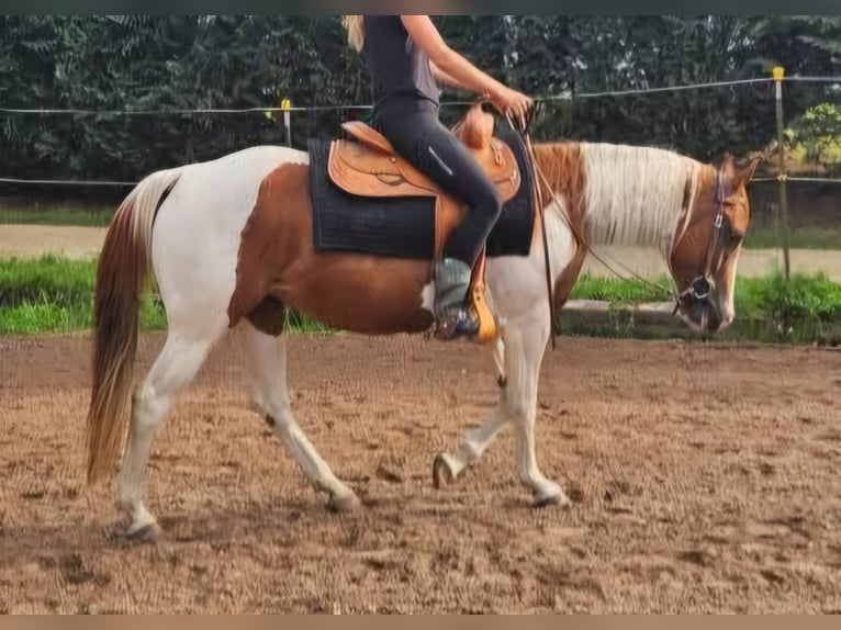 Paint Horse Mare 14 years 15 hh Pinto in Aken