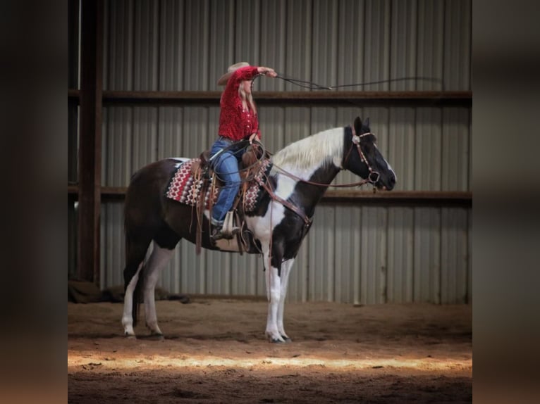 Paint Horse Mare 14 years 15 hh Tobiano-all-colors in bORDEN in