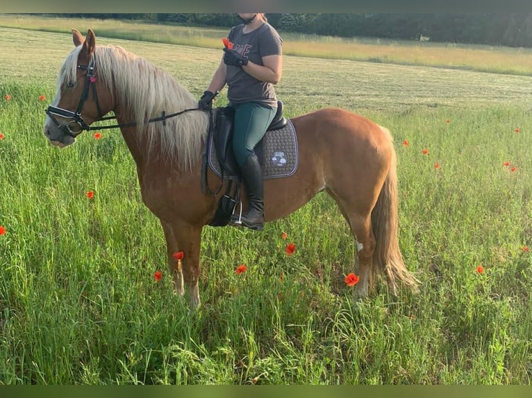 Paint Horse Mix Mare 14 years 15,1 hh Chestnut-Red in Gransee