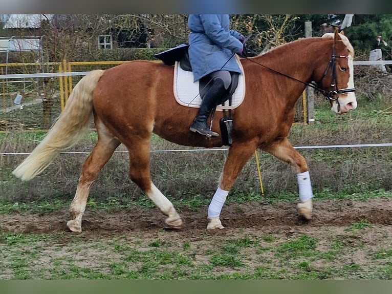 Paint Horse Mix Mare 14 years 15,1 hh Chestnut-Red in Gransee