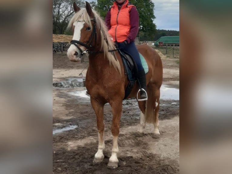 Paint Horse Mix Mare 14 years 15,1 hh Chestnut-Red in Gransee