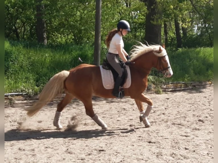 Paint Horse Mix Mare 14 years 15,1 hh Chestnut-Red in Gransee