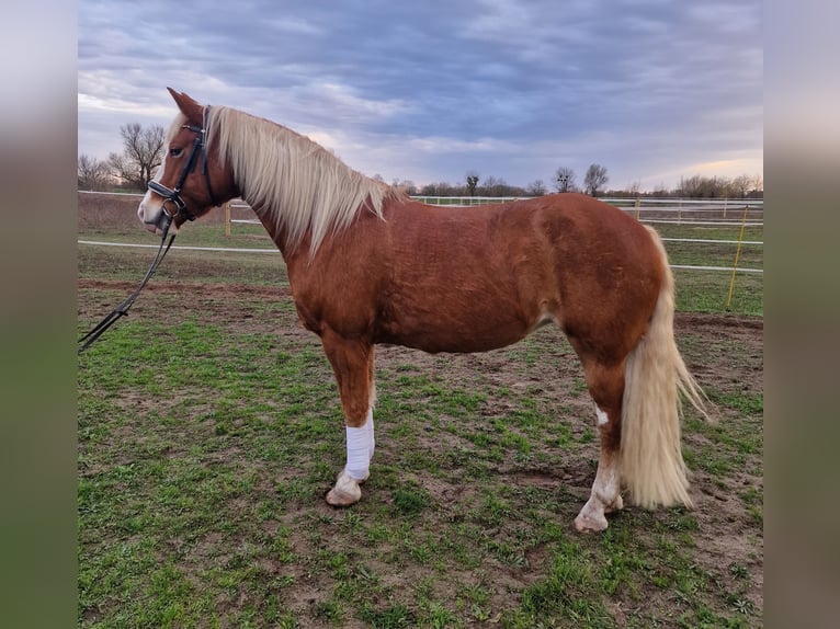 Paint Horse Mix Mare 14 years 15,1 hh Chestnut-Red in Gransee