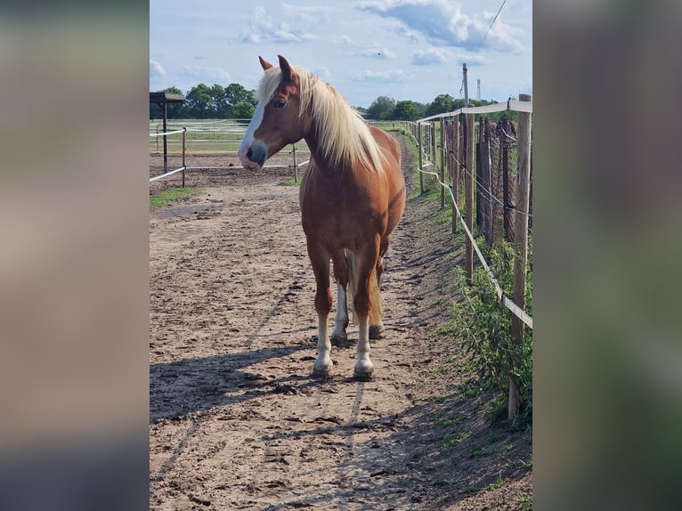Paint Horse Mix Mare 14 years 15,1 hh Chestnut-Red in Gransee