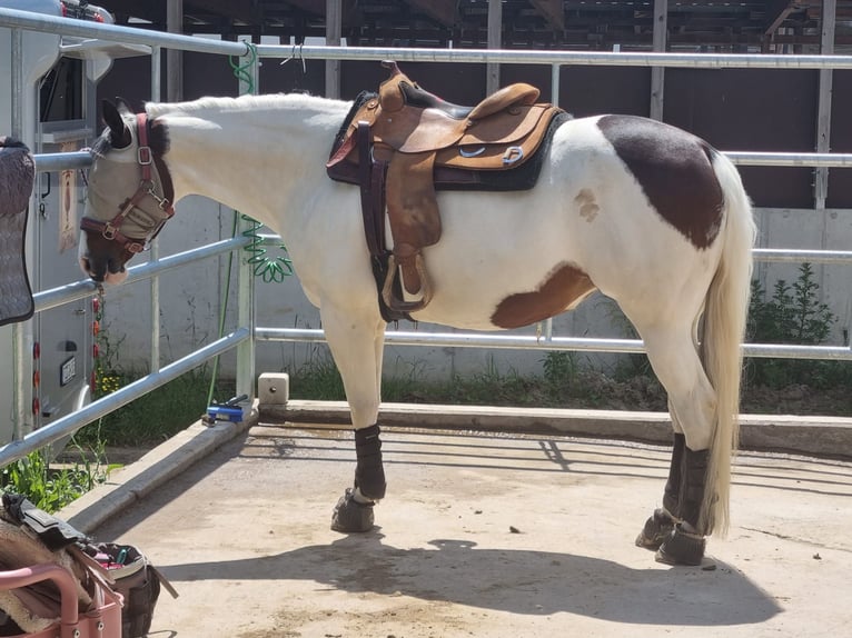Paint Horse Mare 14 years 15,1 hh Tovero-all-colors in Trittau