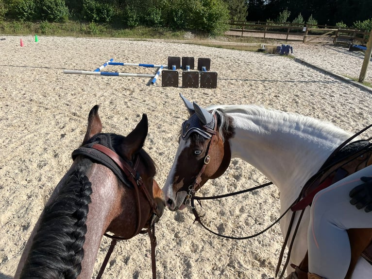 Paint Horse Mare 14 years 15,1 hh Tovero-all-colors in Trittau