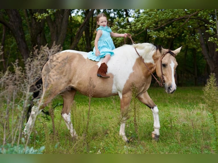 Paint Horse Mare 15 years 14,3 hh Buckskin in Valley Springs, SD