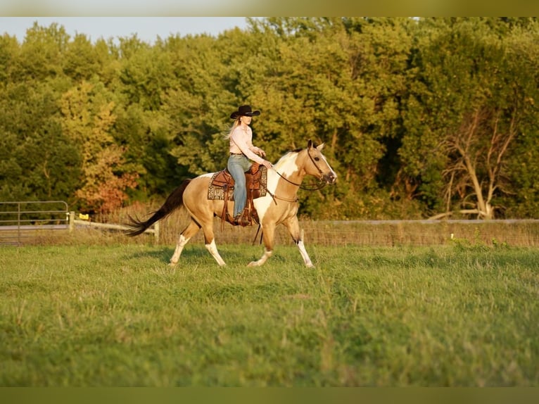 Paint Horse Mare 15 years 14,3 hh Buckskin in Valley Springs, SD