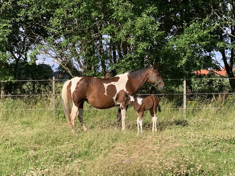 Paint Horse Mare 15 years 14,3 hh Pinto in Neustadt am Rübenberge