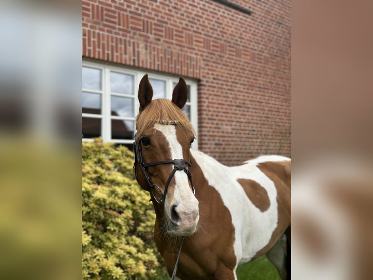 Paint Horse Mix Mare 15 years 14,3 hh Pinto in Hemslingen