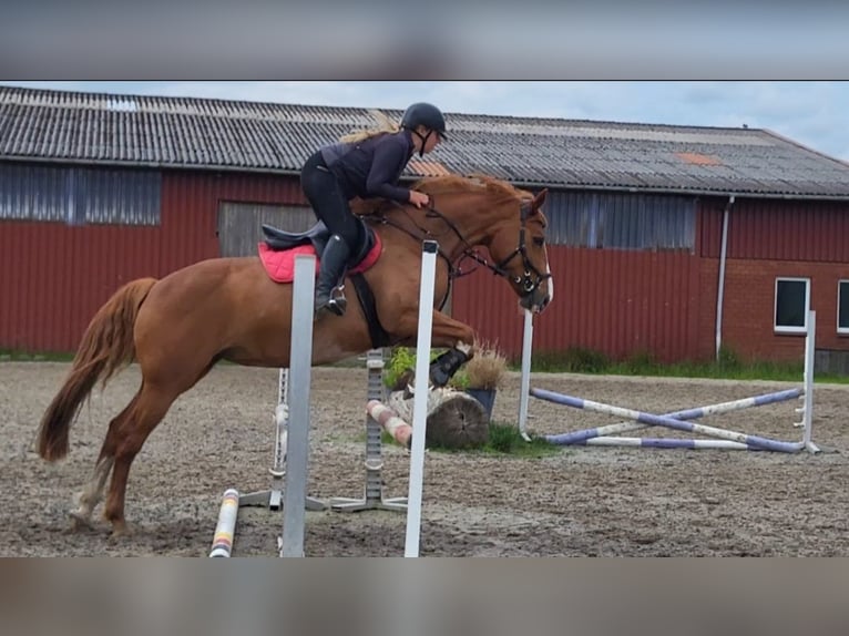 Paint Horse Mare 15 years 15,3 hh Chestnut-Red in Detern