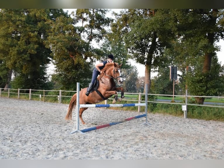 Paint Horse Mare 15 years 15,3 hh Chestnut-Red in Detern