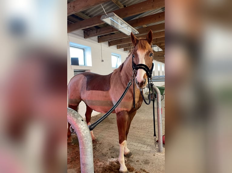 Paint Horse Mare 15 years 15,3 hh Chestnut-Red in Detern