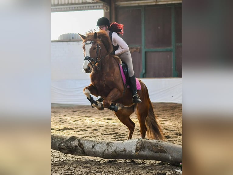 Paint Horse Mare 15 years 15,3 hh Chestnut-Red in Detern