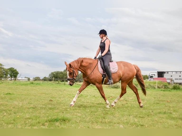 Paint Horse Mare 15 years 15,3 hh Chestnut-Red in Detern