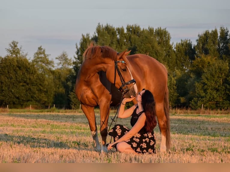 Paint Horse Mare 15 years 15,3 hh Chestnut-Red in Detern