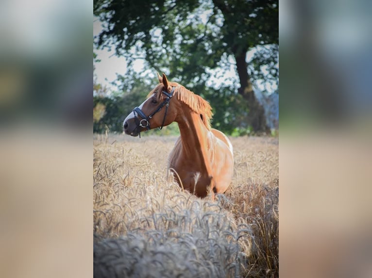 Paint Horse Mare 15 years 15,3 hh Chestnut-Red in Detern