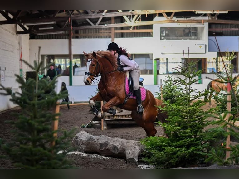 Paint Horse Mare 15 years 15,3 hh Chestnut-Red in Detern