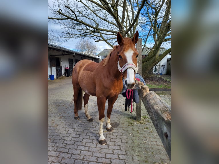 Paint Horse Mare 15 years 15,3 hh Chestnut-Red in Detern