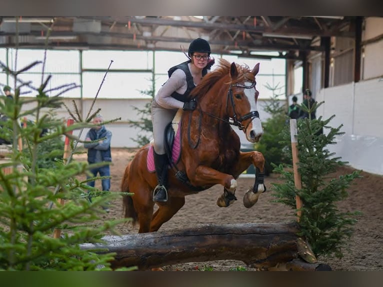 Paint Horse Mare 15 years 15,3 hh Chestnut-Red in Detern