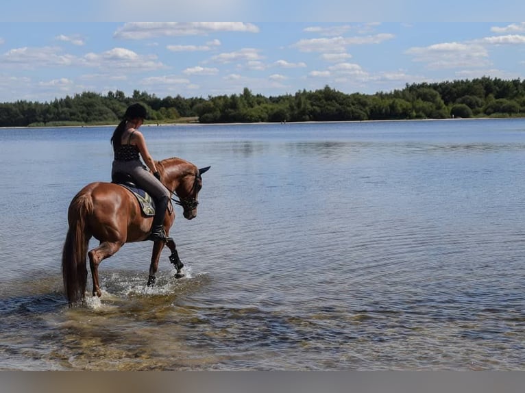 Paint Horse Mare 15 years 15,3 hh Chestnut-Red in Detern