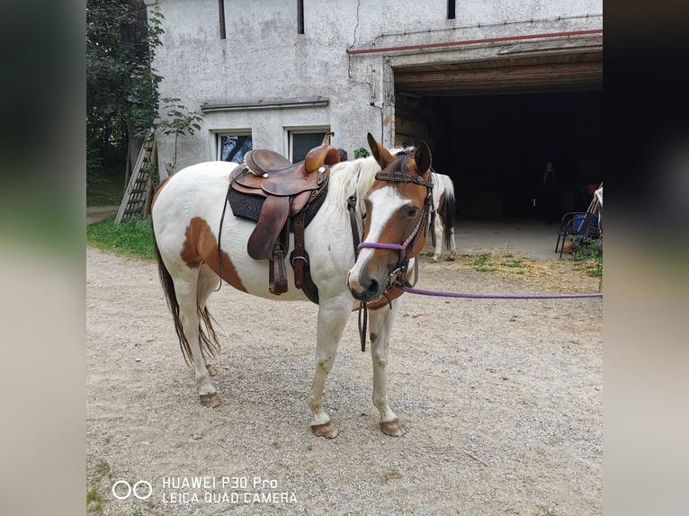 Paint Horse Mare 15 years 15 hh Overo-all-colors in BETTELDORF