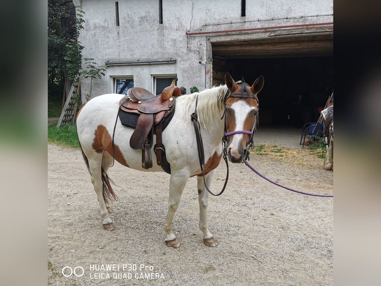 Paint Horse Mare 15 years 15 hh Overo-all-colors in BETTELDORF