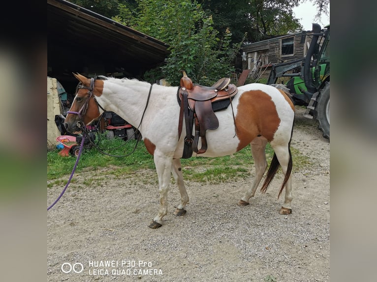 Paint Horse Mare 15 years 15 hh Overo-all-colors in BETTELDORF