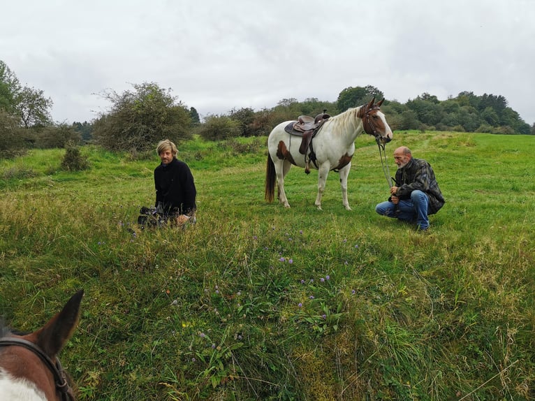 Paint Horse Mare 15 years 15 hh Overo-all-colors in BETTELDORF