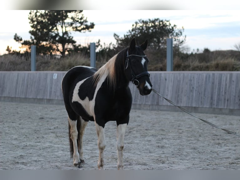 Paint Horse Mare 15 years 15 hh Pinto in Borkum