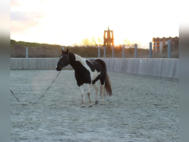 Paint Horse Mare 15 years 15 hh Pinto in Borkum