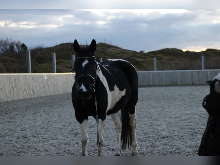 Paint Horse Mare 15 years 15 hh Pinto in Borkum