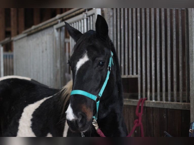 Paint Horse Mare 15 years 15 hh Pinto in Borkum