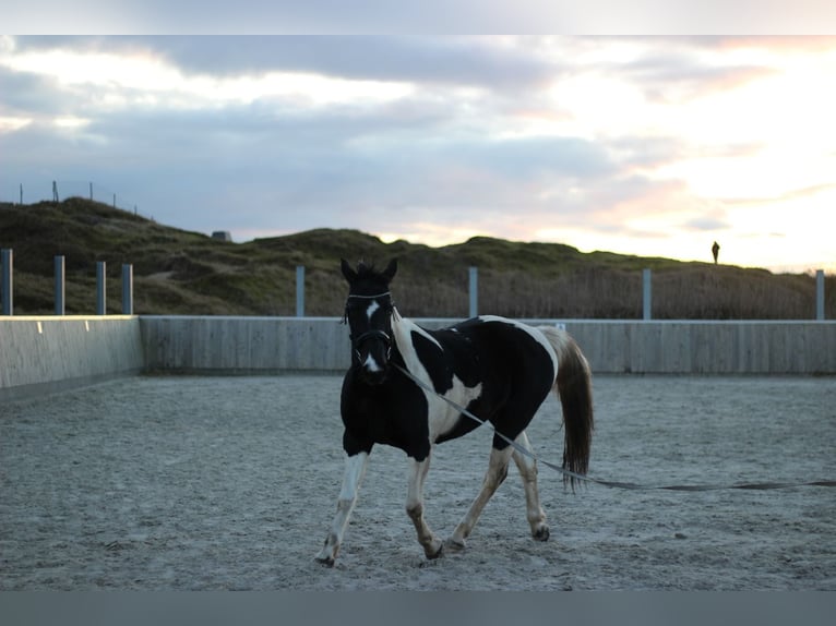 Paint Horse Mare 15 years 15 hh Pinto in Borkum