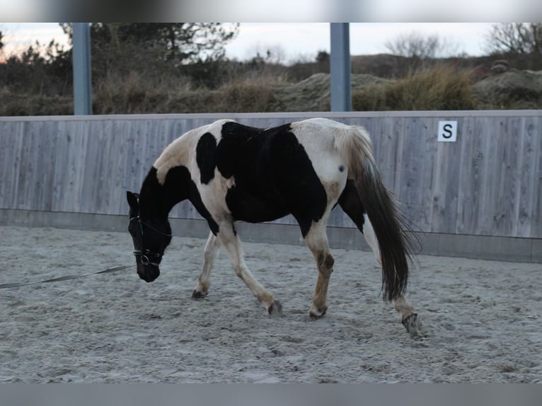 Paint Horse Mare 15 years 15 hh Pinto in Borkum