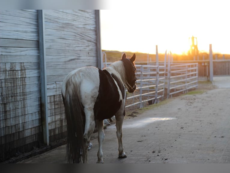 Paint Horse Mare 15 years 15 hh Pinto in Borkum