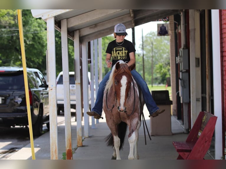 Paint Horse Mare 15 years 15 hh Pinto in Pilot Point