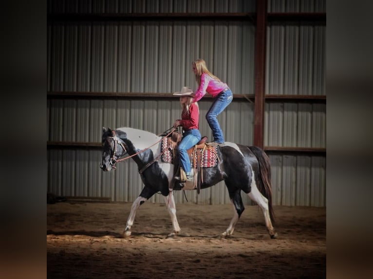 Paint Horse Mare 15 years 15 hh Tobiano-all-colors in bORDEN in