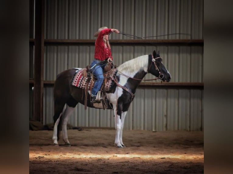 Paint Horse Mare 15 years 15 hh Tobiano-all-colors in bORDEN in