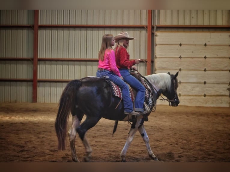 Paint Horse Mare 15 years 15 hh Tobiano-all-colors in bORDEN in