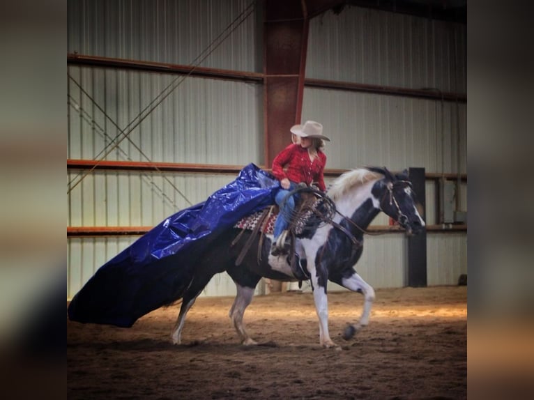 Paint Horse Mare 15 years 15 hh Tobiano-all-colors in bORDEN in