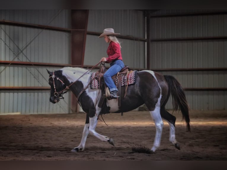 Paint Horse Mare 15 years 15 hh Tobiano-all-colors in bORDEN in