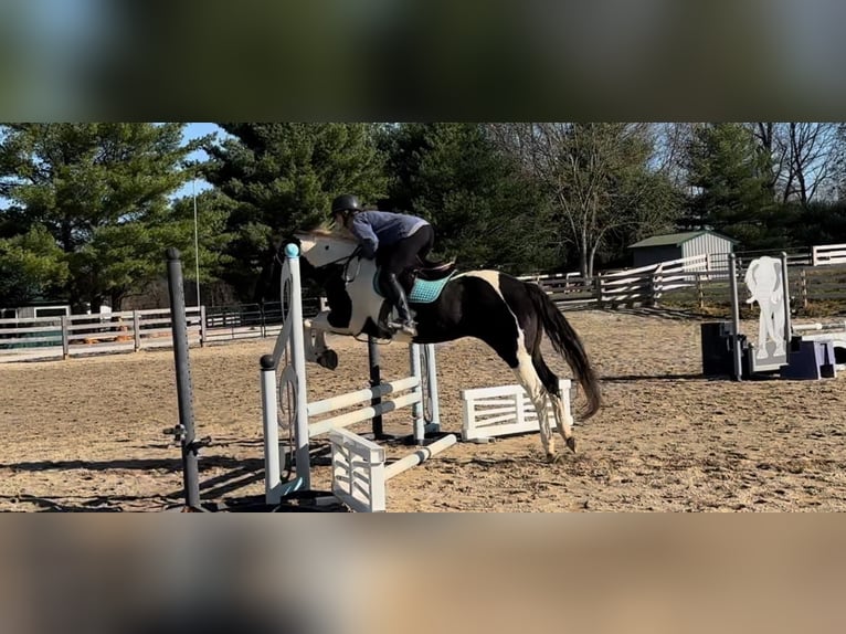 Paint Horse Mare 15 years 15 hh Tobiano-all-colors in bORDEN in