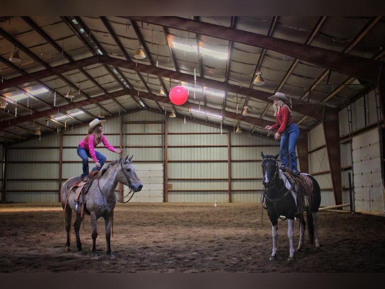 Paint Horse Mare 15 years 15 hh Tobiano-all-colors in bORDEN in